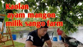 Ayam mangon kaolan milik sango farm