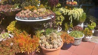 Kay's Garden Tour - September 2024