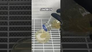 Agar Sandwich Method #shorts #shortvideo #growyourown #mushrooms #mycology #fungi #hobby #diy