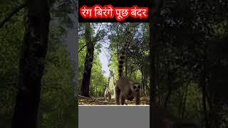 Colourful monkey tails | #shorts #ytshorts monkey viral video