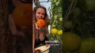 Мой огород сейчас обрабатываю всё #garden #gardenlife #дача #огород #shorts