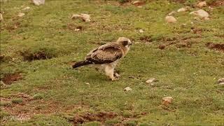 Wildpics Moments with the Booted Eagle