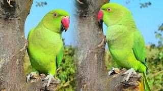 Green Ringneck parrot video  completion Indian parrot sounds Kiwi parrot Parrot speaking