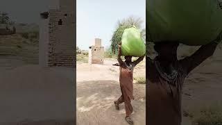 village life daily routine#short# shortvidio#rural life#sindh village#budho siyal vlog