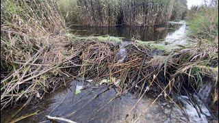 Beaver Dam Removal Next To Quarry