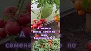 ЗАКАЗАТЬ СЕМЕНА: https://tomatboris.ru/?ysclid=ln76xla4la47180728