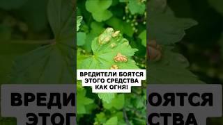 Вредители навсегда уйдут из сада #огород #сад #дача #вредители