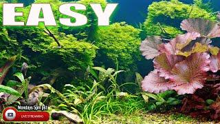 EASY to Grow Aquarium Plants - Steenfott Aquatics Live