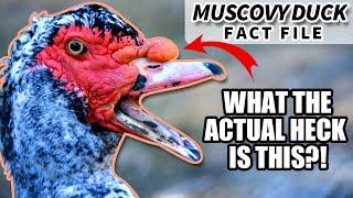 Muscovy Duck Facts: what the HECK is this BIRD?! | Animal Fact Files