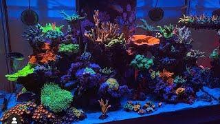 Reef Tank Update - Lighting Schedule Update - Nero 5 Preview