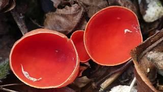 Scarlet Elfcup: Sarcoscypha coccinea