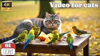 Cat TV for Cats | Nonstop Birds and Squirrels for Indoor Cat Entertainment