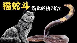 猫蛇大战！猫的速度是蛇的7倍？猫能抗蛇毒吗？【世界记忆大师龙雅】