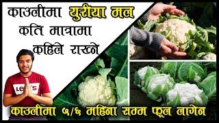 Tips/Trick To Grow Cauliflower Easily||काउलीमा यूरिया मल कहिले हाल्ने || Topdressing and earthing up