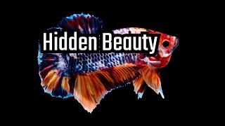 Koi Betta Fish - The 6 Types (And Where To Get Them) 