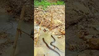 กบกลัวปลาไหลแย่งเปลรีบขึ้นอย่างไวฮามาก #funny #shortsfeed