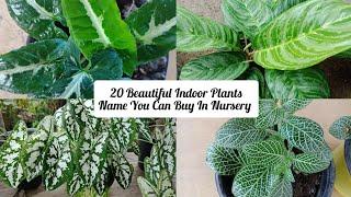 20 Beautiful Indoor Plants You can Buy in Nursery | Aglaonema, Alocacia, Syngonium wendlandii