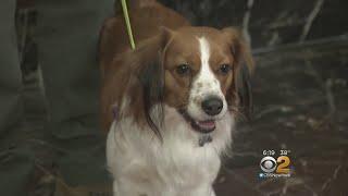 American Kennel Club Recognizes Two New Dog Breeds