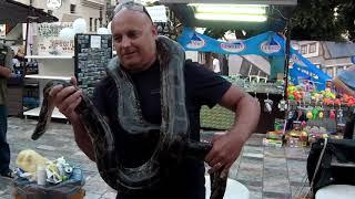 Boa Snake, Ohrid, NMK