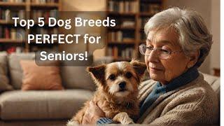 Top 5 Dog Breeds PERFECT for Seniors! 