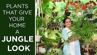 Plants that give your home a Jungle Look | Foliage Plants | Indoor Jungle | Jungle in my space