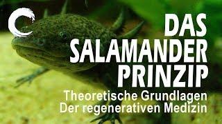 Dr. Michael Ofner: Das Salamander-Prinzip - Theoretische Grundlagen der regenerativen Medizin