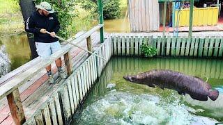 Catching MONSTER AMAZON FISH in FLOATING AQUARIUM POND!!