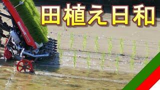 田植え機、今日は田植え日和【働く車】