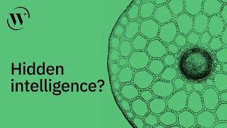 Can cells think? | Michael Levin