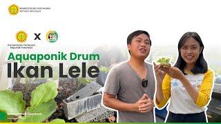 Serunya Menanam Buah Melon di Aquaponik Drum Ikan Lele!