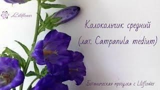 Ботаническое строение (разбор) колокольчика среднего и махрового