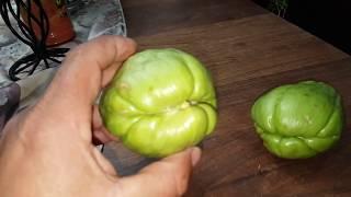 how to grow chayote squash in the high desert,  February 2018