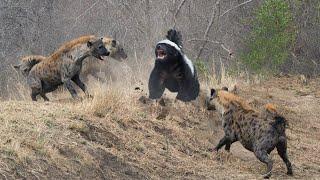 无所畏惧的蜜獾被一群鬣狗围攻，面对掏肛专家它能死里逃生吗