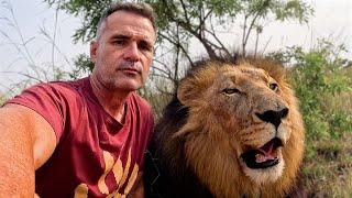 Why Everyone LOVES This LION! | The Lion Whisperer