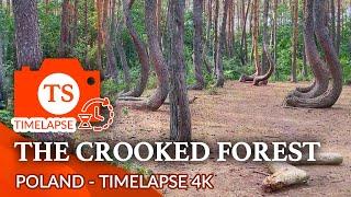 The Crooked Forest in Poland - Time-Lapse Travel Video 4K