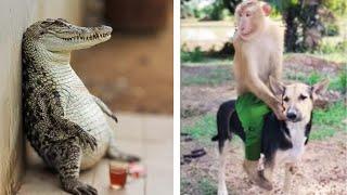 Funny Animal Fails