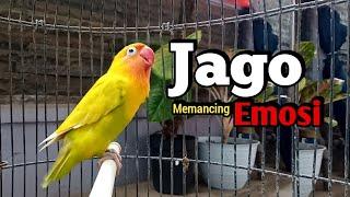 Lovebird Ngekek Panjang JAGO Memancing Emosi, COCOK Buat Pancingan Lovebird agar CEPAT BUNYI