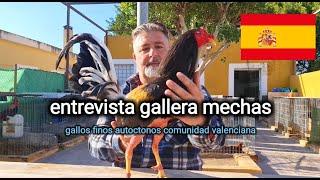 entrevista gallera #mechasgallo fino autóctono comunidad #galleraelmechas