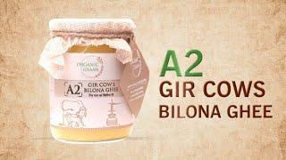 Organic Gyaan A2 Gir Cow Ghee | Vedic Bilona Method | Grass-Fed Cultured Ghee