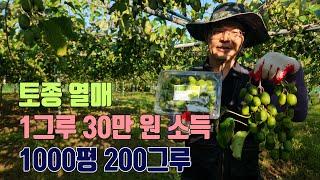 1000평  1그루당 30Kg 수확 토종 열매 다래 재배방법! #농사 #제철음식 #다래