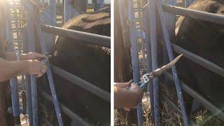 Man Pulls Elk's Antler Out Of Cow's Side