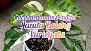 Cara mudah menanam bonggol Janda Bolong Variegata