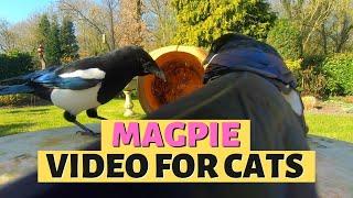 MAGPIE VIDEOS FOR CATS | Bird Watching For Cats