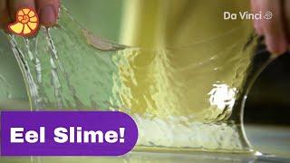 Whaaat? Eel Slime?! | Science Max | Da Vinci TV