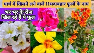  मार्च में खीलने वाले 11 सदाबहार फूलों के नाम  March Blooming Flower / Flowers Blooming in March