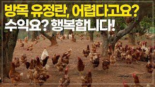 3천평 배밭에서 4천마리 닭을 키우면? 살충제를 사용하지 않는 유정란 생산이 가능할까?