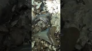 UNREAL! TWO Megalodon Shark Teeth in ONE SIFT!