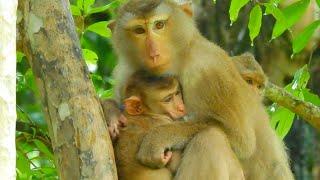 WOW! So great today! mom monkey Libby hugging Leo and feeding Leo