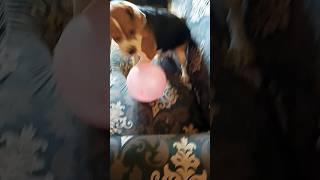 simba'sballoon #142# #viraldogshort# #doglover# #funnydogshorts#