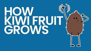 Kiwifruit - How it Grows with Jerry James Stone | How Kiwis are Grown in California